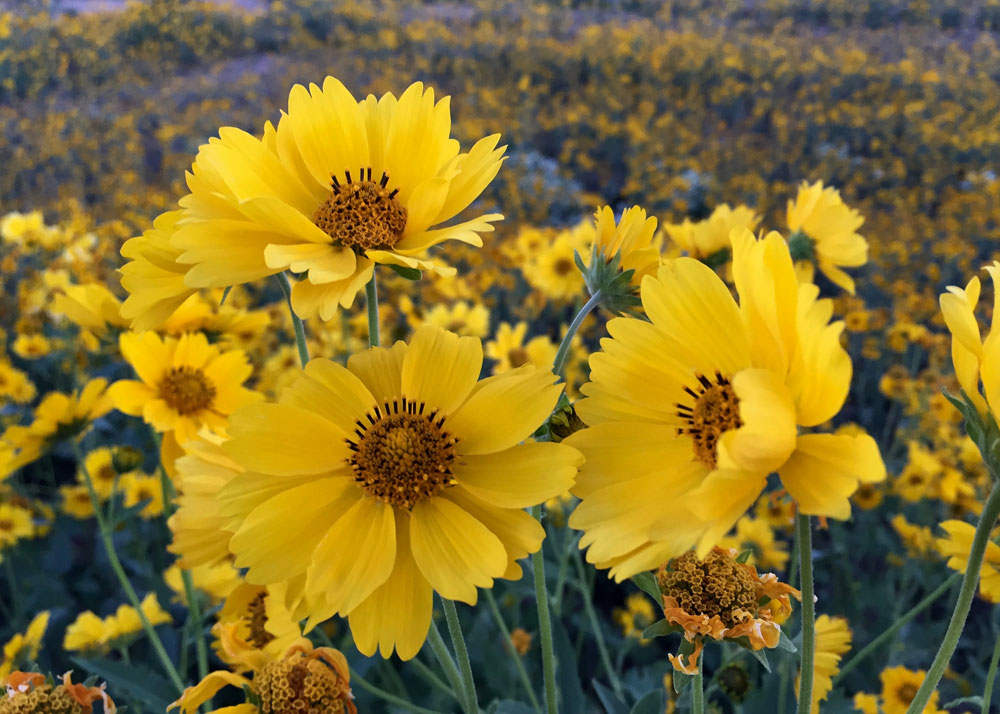 new mexico gold: wild sunflowers in santa fe, new mexico photographed by new mexico artist dawn chandler