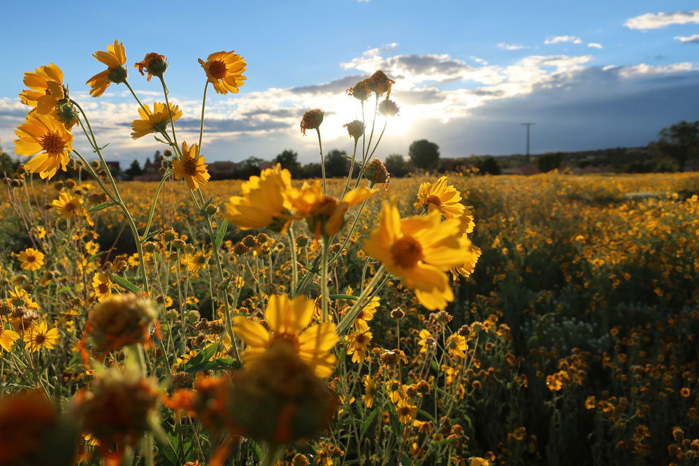 new mexico gold: cowpen daisies catching the last of the day's sun, in santa fe, new mexico photographed by new mexico artist dawn chandler