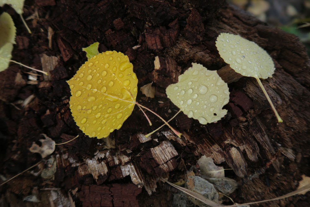 new mexico gold: ain drops and aspen leaves in the santa fe national forest, photo by new mexico artist dawn chandler