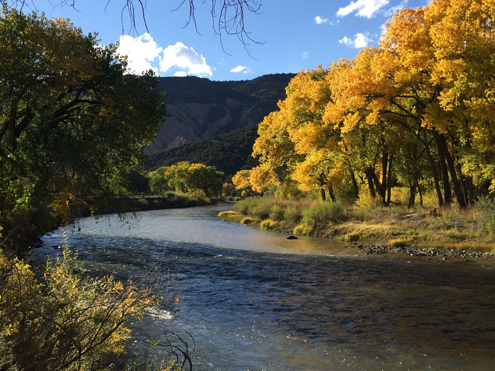 new mexico gold: golden autumn cottonwoods along the rio grande river below pilar in new mexico photographed by new mexico artist dawn chandler