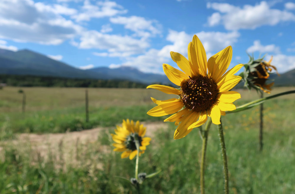 New Mexico roadside sunflowers in Ute Park, photo by New Mexico artist Dawn Chandler