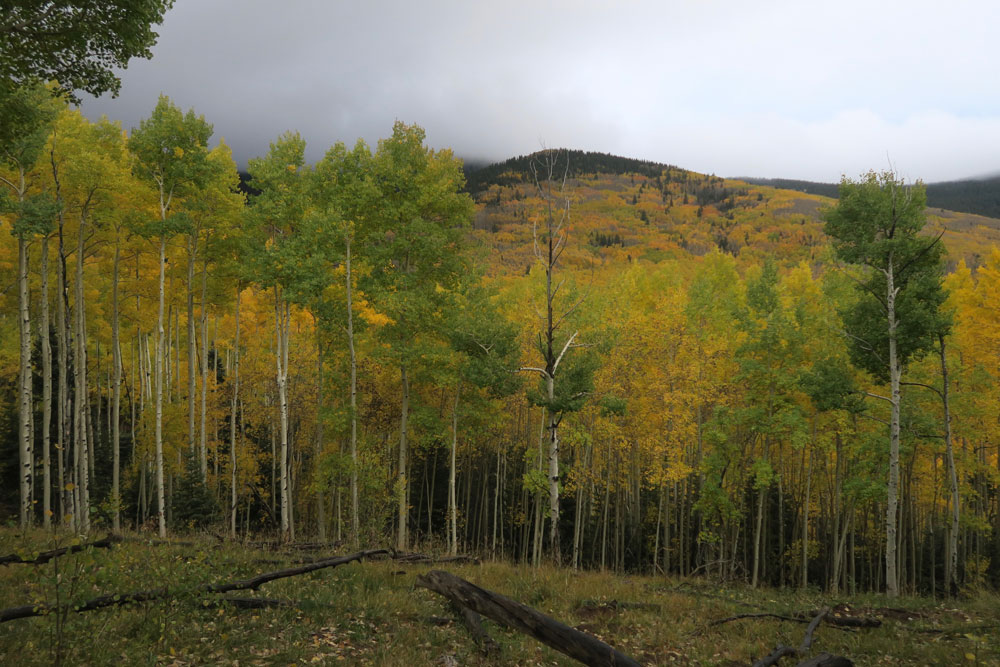 new mexico gold: aspens turning gold in the santa fe national forest, in santa fe, new mexico photographed by new mexico artist dawn chandler