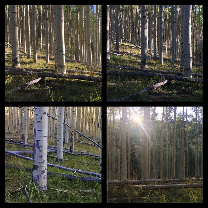 grid of four photos of a New Mexico aspen forest in September, by artist Dawn Chandler