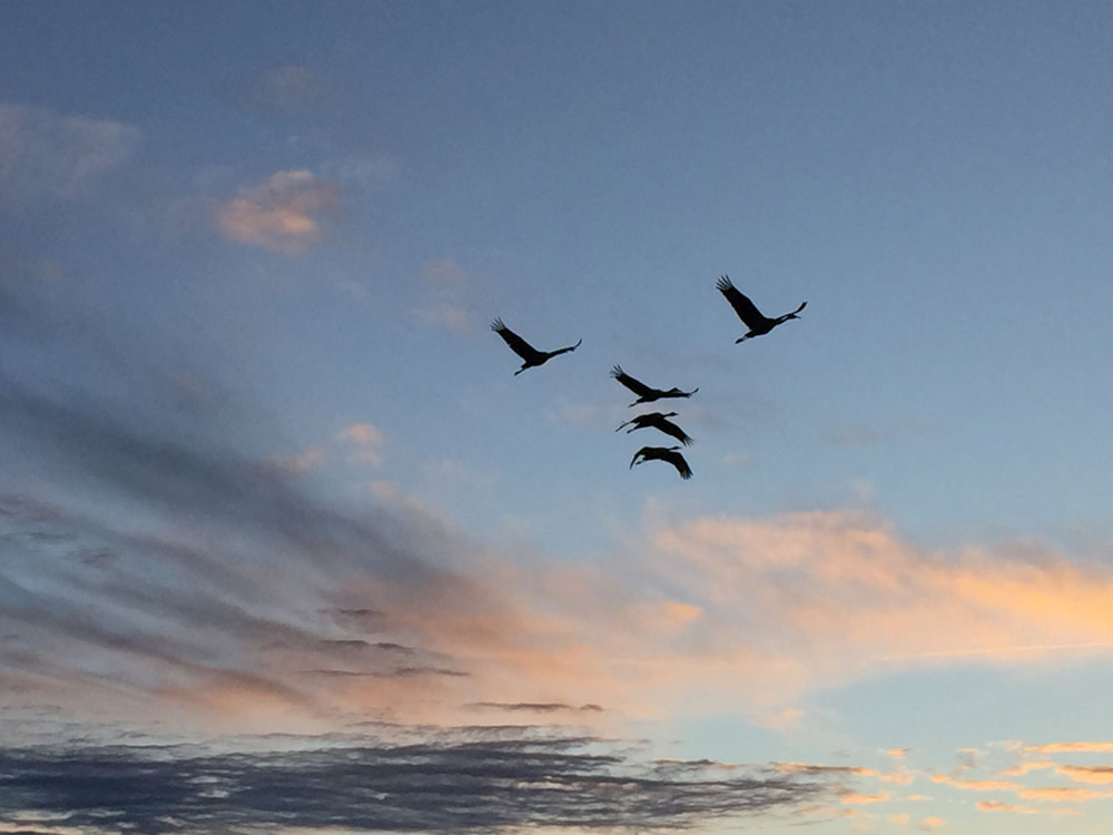a crane family flying across a December sunset at the Bosque del Apache National Wildlife Refuge; photo by New Mexico artist Dawn Chandler