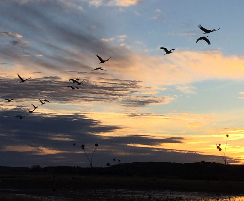 sunset sandhill cranes heading out to their evening roost ~ bosque del apache ~ winter 2017 ~ photo by dawn chandler