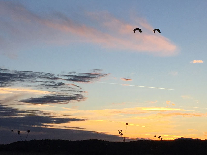 a pair of sandhill cranes winging against a winter sunset at the bosque del apache - photo by dawn chandler