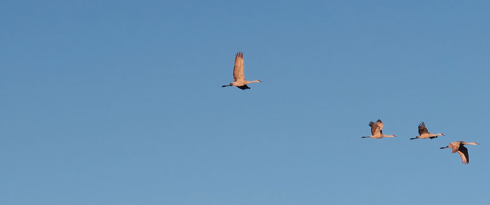 sandhill cranes arriving at the Bosque del Apache National Wildlife Refuge - photo by New Mexico artist Dawn Chandler