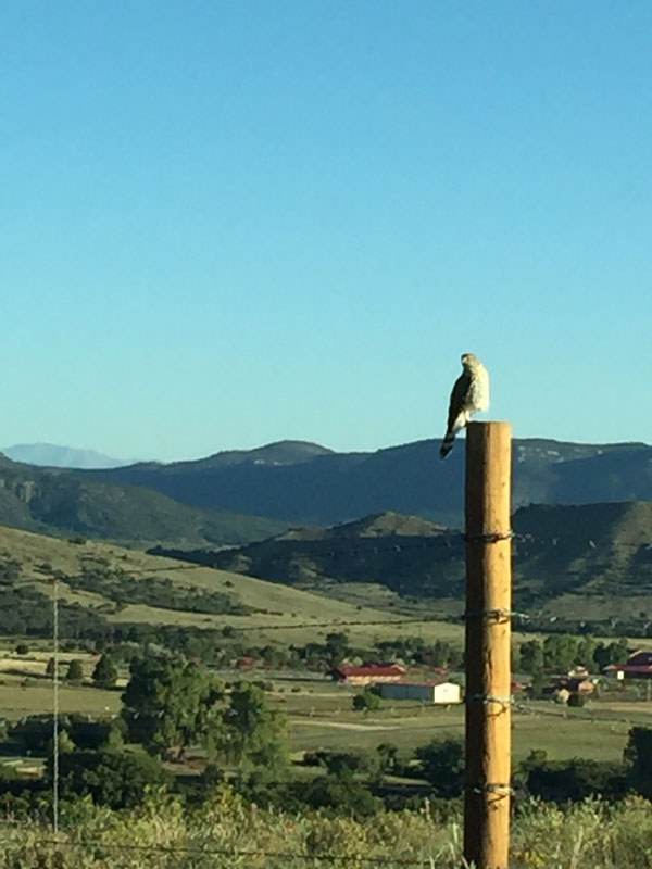 a hawk perches just a few feet away from where we're gazing at the tooth of time