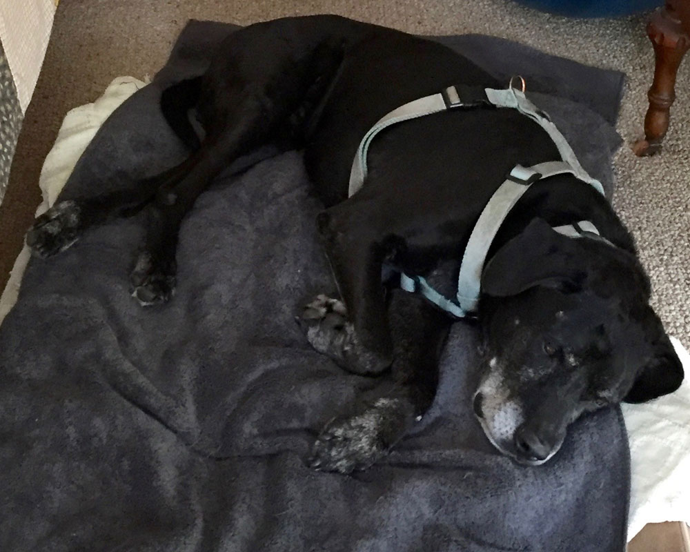 Wilson, Dawn Chandler's sweet Taos Purebred black mutt, Wilson, who is almost 12.