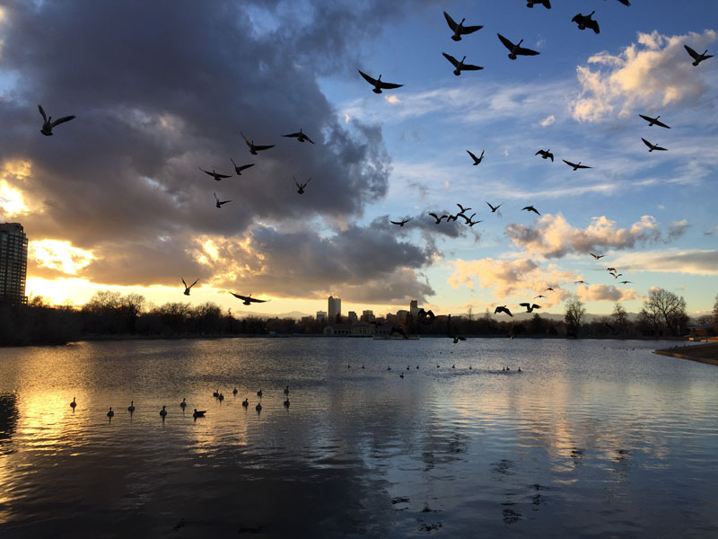 First sunset of Winter Canada geese in Denver's City Park; photo by artist Dawn Chandler