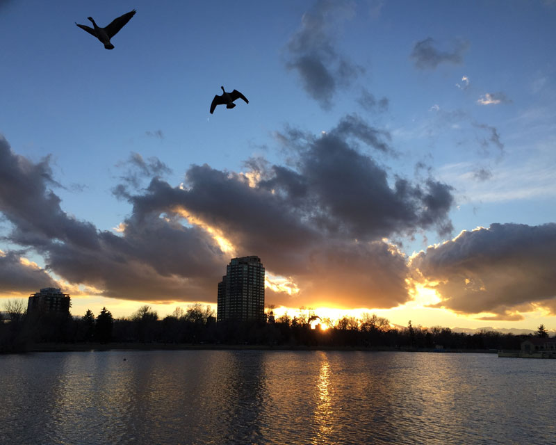 First sunset of Winter, a couple of Canada geese in Denver's City Park; photo by artist Dawn Chandler