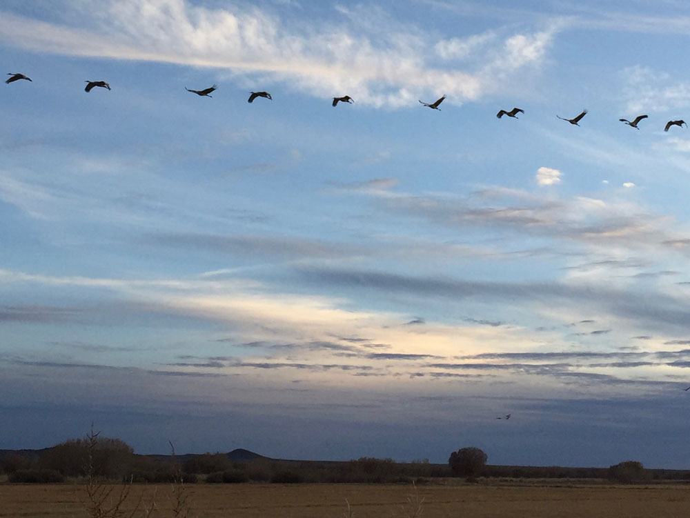 an evening line of cranes flying home to roost at the Bosque del Apache National Wildlife Refuge, photo by artist Dawn Chandler