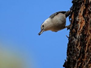 white-breasted nuthatches are abundant in December and year-round at Bandelier National Monument. Photo by Sally King.