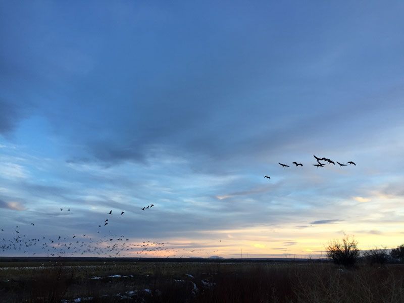 snowgeese and sandhill cranes at the Bosque del Apache at sunset, january 5th, 2019, photo by Dawn Chandler