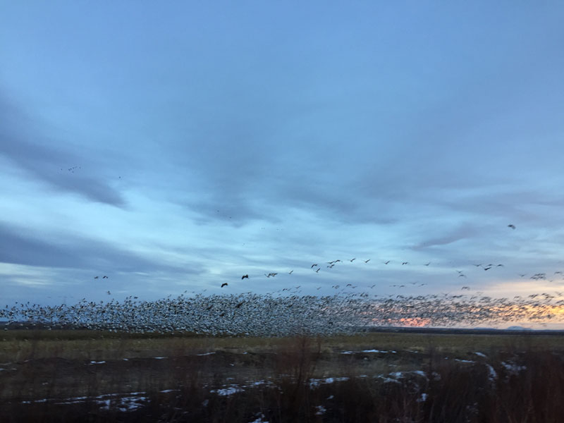 Snowgeese rising en masse at the Bosque del Apache sunset 5 January 2019, photo by artist Dawn Chandler