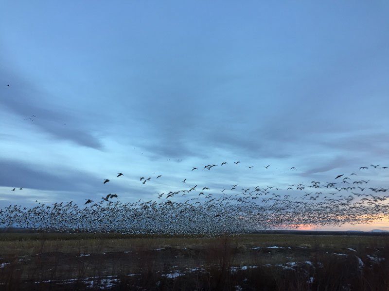 Snowgeese rising en masse at the Bosque del Apache sunset 5 January 2019, photo by artist Dawn Chandler
