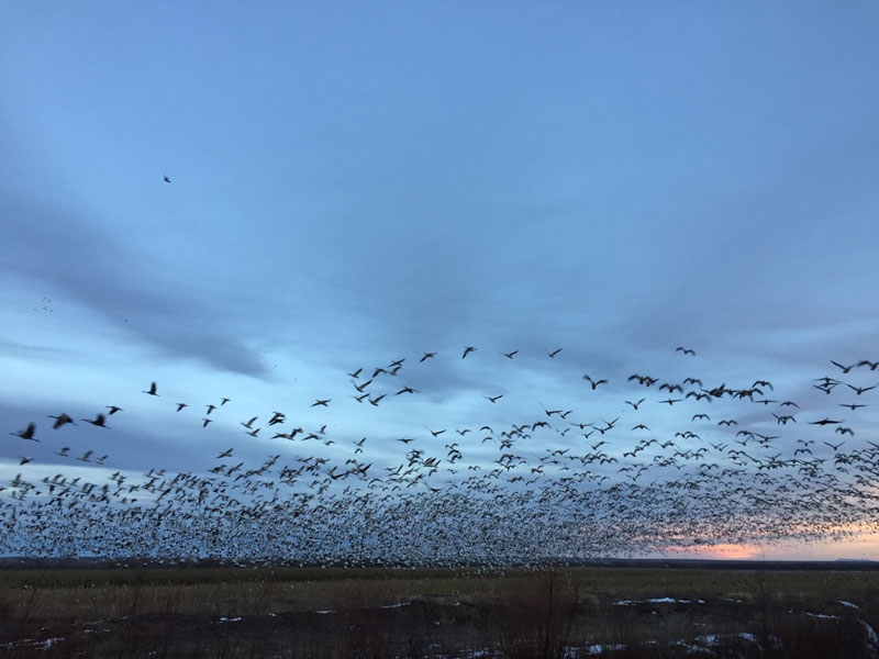 Snowgeese rising en masse at the Bosque del Apache sunset 5 January 2019, photo by artist Dawn Chandler