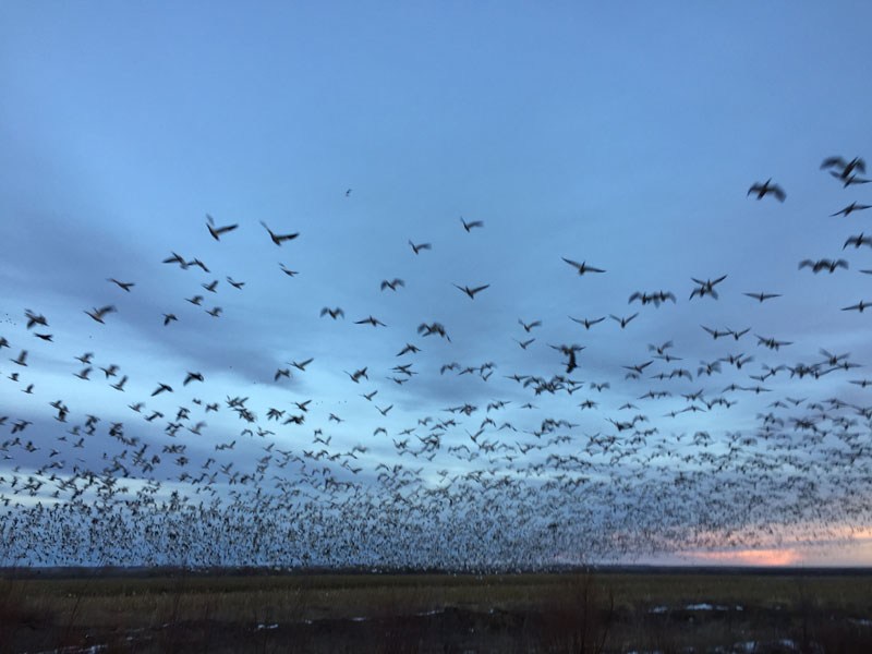 Snowgeese rising en masse at the Bosque del Apache sunset 5 January 2019, photo by artist Dawn Chandler