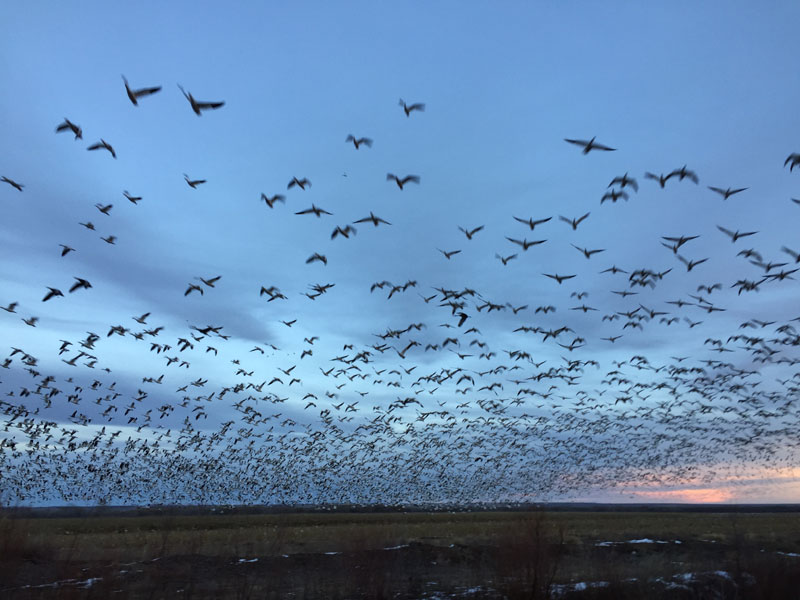 Snowgeese rising en masse at the Bosque del Apache sunset 5 January 2019, photo by artist Dawn Chandler
