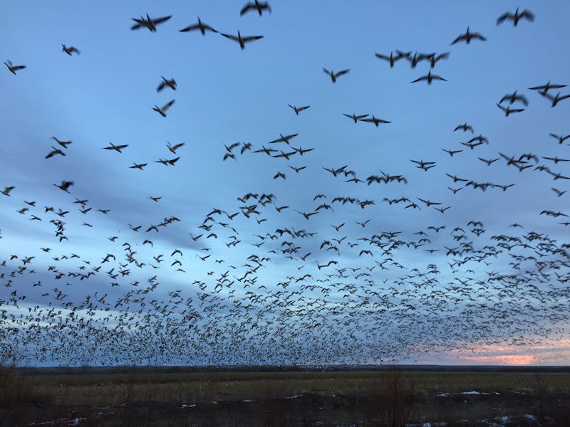 Snowgeese rising en masse at the Bosque del Apache sunset 5 January 2019, photo by artist Dawn Chandler