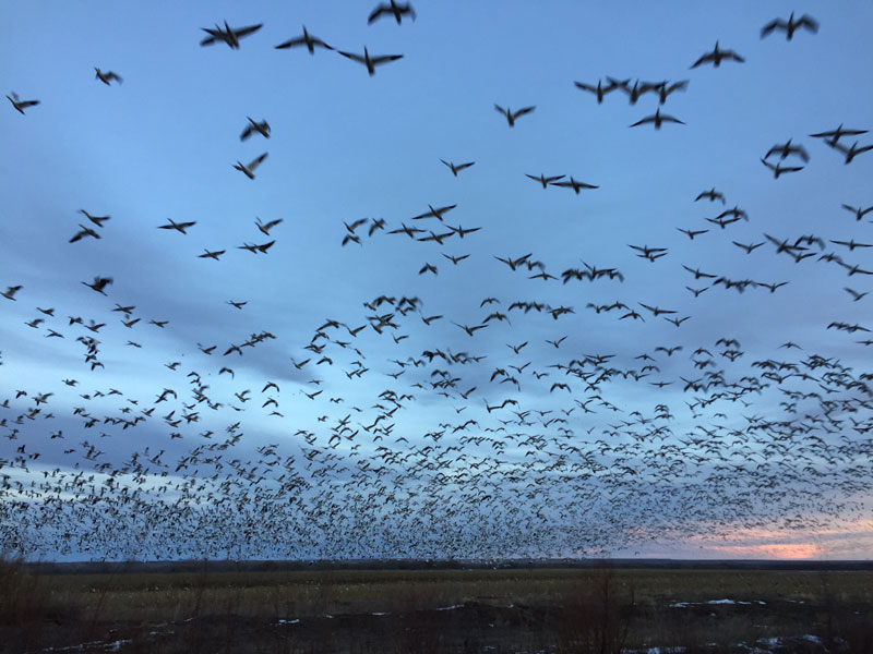  Snowgeese rising en masse at the Bosque del Apache sunset 5 January 2019, photo by artist Dawn Chandler
