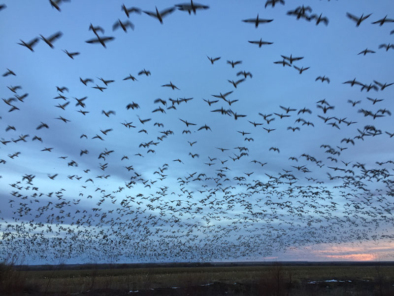 Snowgeese rising en masse at the Bosque del Apache sunset 5 January 2019, photo by artist Dawn Chandler