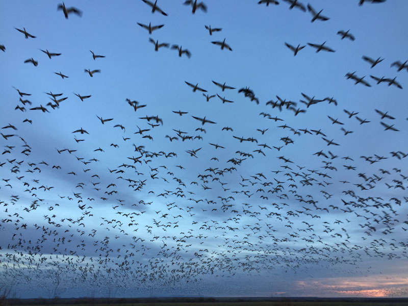  Snowgeese rising en masse at the Bosque del Apache sunset 5 January 2019, photo by artist Dawn Chandler
