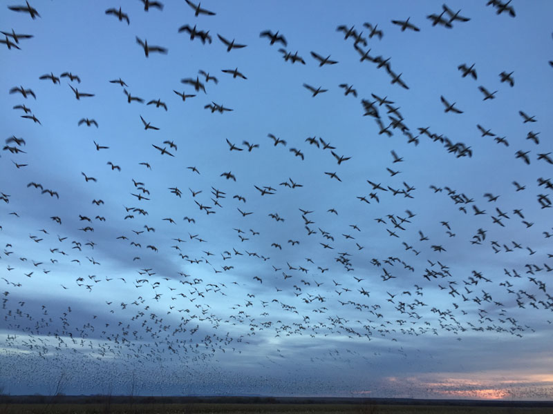 Snowgeese rising en masse at the Bosque del Apache sunset 5 January 2019, photo by artist Dawn Chandler