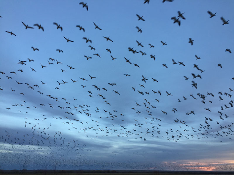 Snowgeese rising en masse at the Bosque del Apache sunset 5 January 2019, photo by artist Dawn Chandler