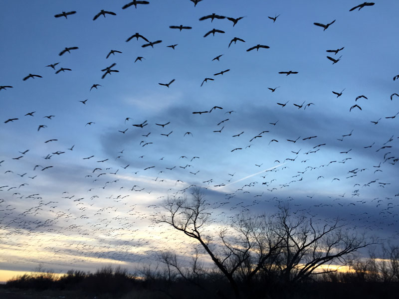 Snowgeese rising en masse at the Bosque del Apache sunset 5 January 2019, photo by artist Dawn Chandler