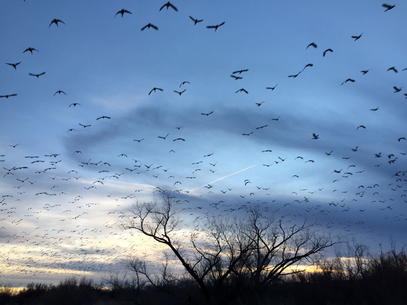 Snowgeese rising en masse at the Bosque del Apache sunset 5 January 2019, photo by artist Dawn Chandler