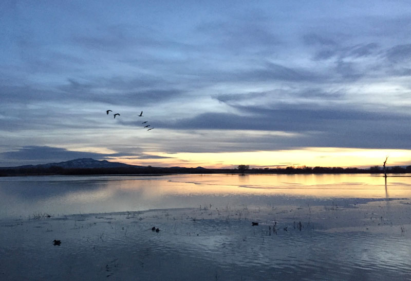  Cranes flying toward the setting sun at the Bosque del Apache 5 January 2019, photo by artist Dawn Chandler
