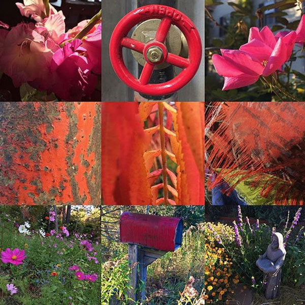 A montage of red 'tiny beautiful things' artist Dawn Chandler encounters in her rambles.