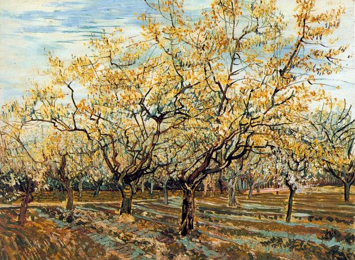 blossoming orchard by vincent van gogh