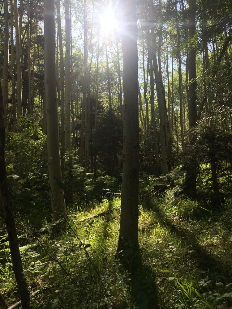 dawn chandler's favorite aspen grove in the santa fe national forest