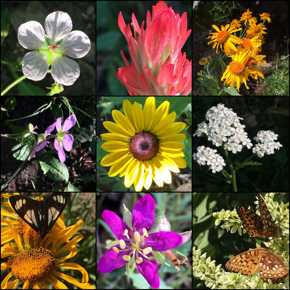 july flowers of the santa fe national forest captured by dawn chandler
