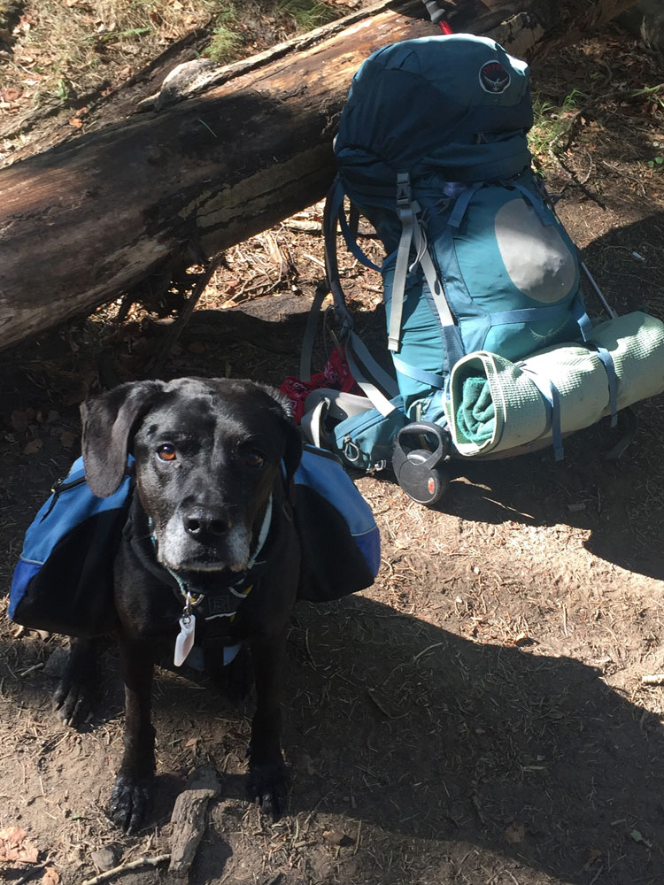 dawn chandler's sweet pup, wilson, guarding the packs