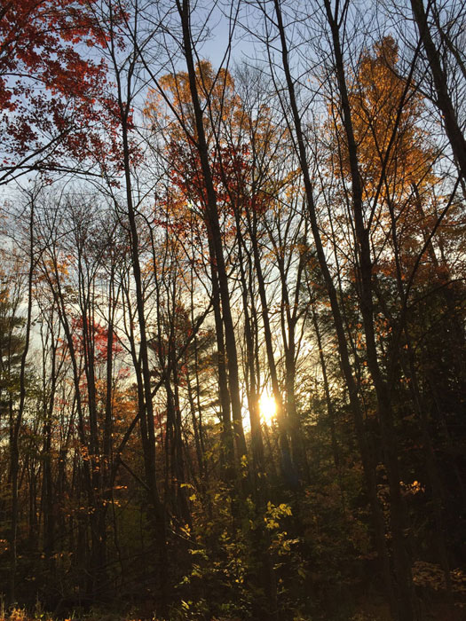 October morning light through a Stowe, Vermont, forest - photo by Santa Fe artist Dawn Chandler