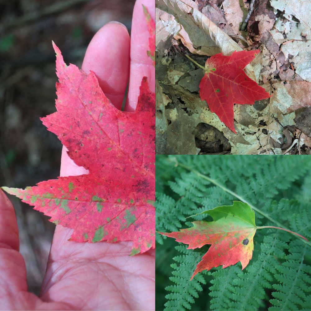 Along the Vermont Appalachian Trail - tiny beautiful things - autumn leaves - photo by TaosDawn - Santa Fe artist and backpacker Dawn Chandler