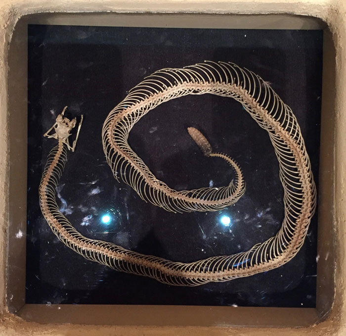 Rattlesnake skeleton displayed in banco at Georgia O'Keeffe Museum