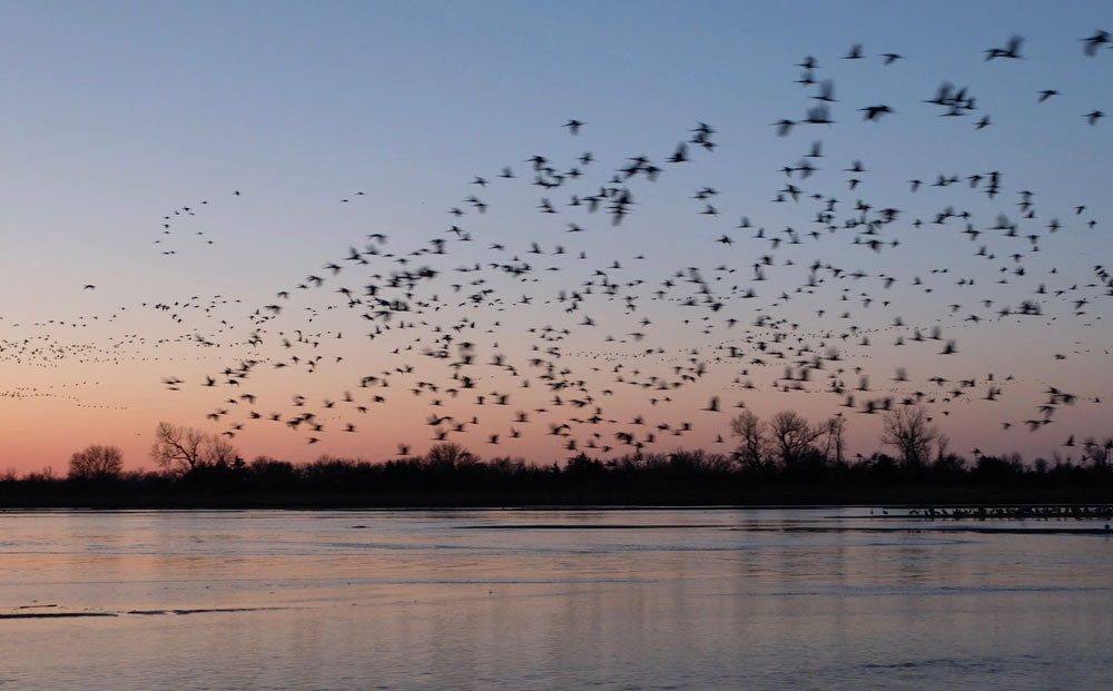 Sandhill cranes on Nebraska's Platte River. Photo by Dawn Chandler