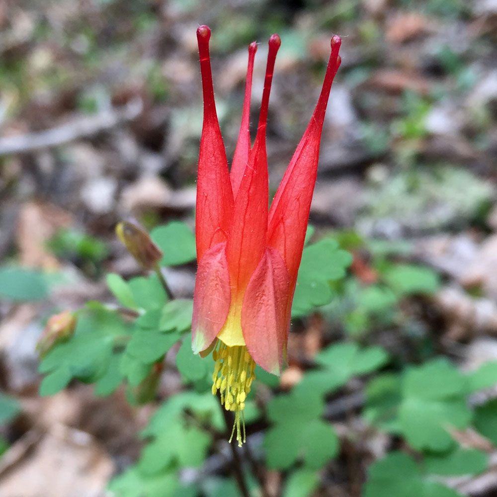 Red columbine. Photo by artist Dawn Chandler.