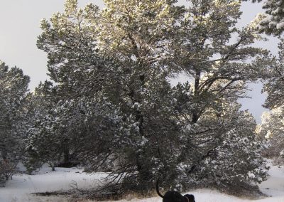 Dawn Chandler's studio mascot romping in the snow