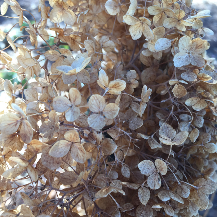 The delicate colors of winter Hydrangea blossoms. Photo by artist Dawn Chandler.