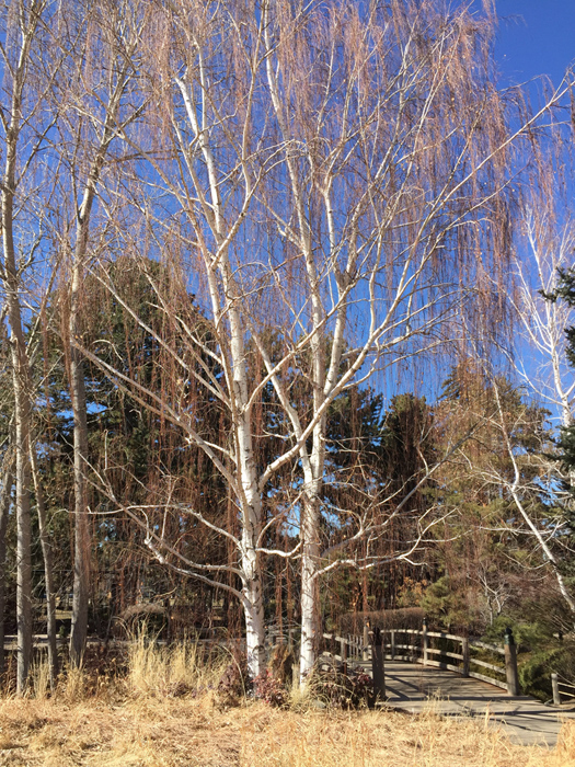 January birch tree, Denver Botanic Gardens. Photo by artist Dawn Chandler.