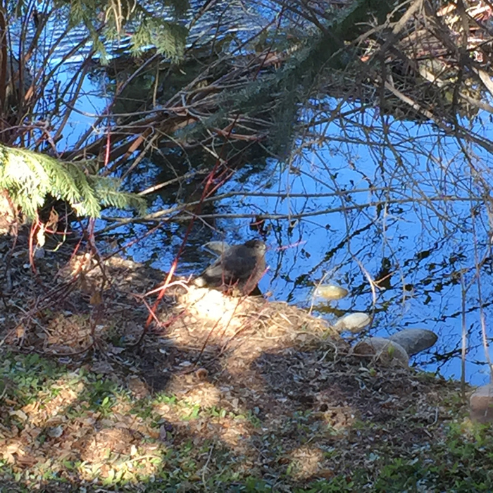 A Coopers Hawk hidden beside a stream, Denver Botanic Gardens. Photo by artist Dawn Chandler.