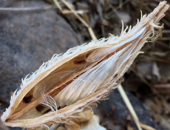 Winter beauty spotted at the Denver Botanic Gardens. Photo by artist Dawn Chandler.