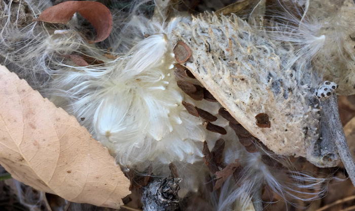 Nature's beautiful winter textures, Denver Botanic Gardens. Photo by artist Dawn Chandler.