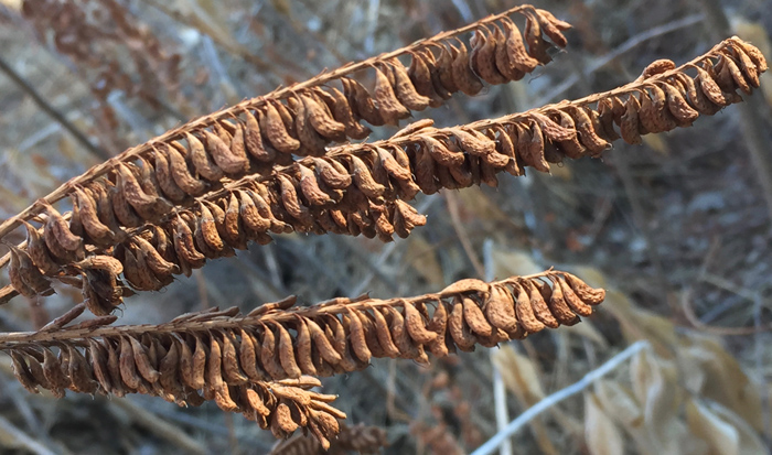 Nature's beautiful winter patterns, Denver Botanic Gardens. Photo by artist Dawn Chandler.