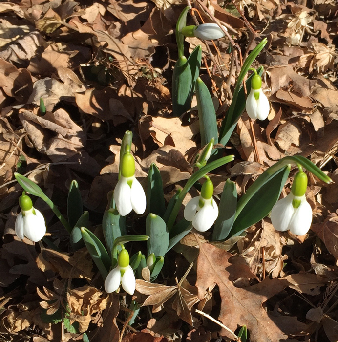 Snowdrop blossoms, Denver Botanic Gardens. Photo by artist Dawn Chandler.